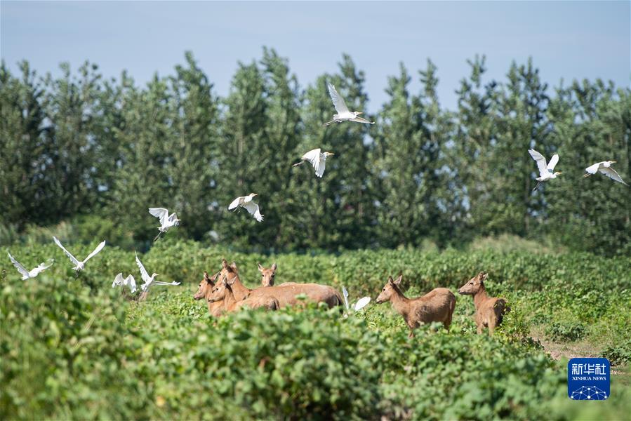 （新華全媒頭條·聚焦生物多樣性大會·圖文互動）（9）攜手同行，開啟人類高質(zhì)量發(fā)展新征程——習近平主席在《生物多樣性公約》第十五次締約方大會領(lǐng)導人峰會上的主旨講話解讀